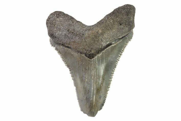 Fossil Chubutensis Tooth - Megalodon Ancestor #83721